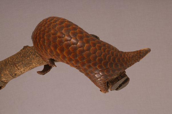 中文名稱：穿山甲其他中文別名：臺灣鯪鯉、鯪鯉英文名稱：Formosan Pangolin拉丁學名： em Manis pentadactyla pentadactyla /em 
