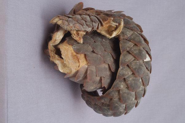 中文名稱：穿山甲其他中文別名：臺灣鯪鯉、鯪鯉英文名稱：Formosan Pangolin拉丁學名： em Manis pentadactyla pentadactyla /em 