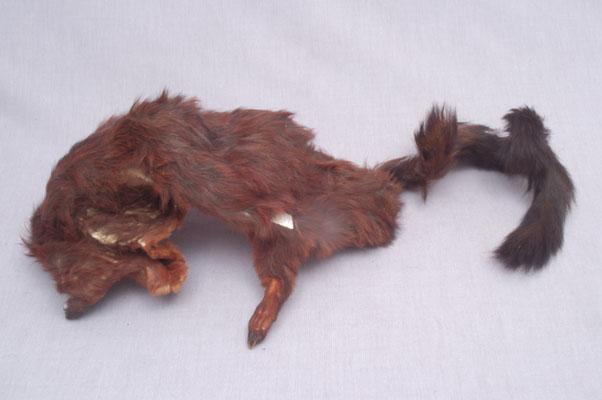 中文名稱：大赤鼯鼠英文名稱：Formosan Giant Flying Squirrel拉丁學名： em Petaurista philippensis /em 