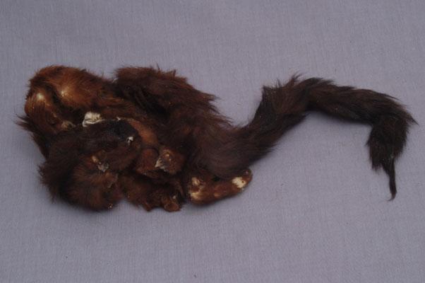 中文名稱：大赤鼯鼠英文名稱：Formosan Giant Flying Squirrel拉丁學名： em Petaurista philippensis /em 