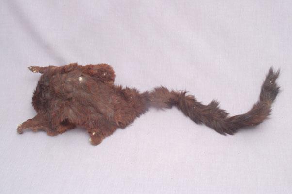 中文名稱：大赤鼯鼠英文名稱：Formosan Giant Flying Squirrel  Red Giant Flying Squirrel拉丁學名： em Petaurista philippensis /em 