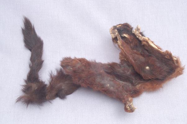 中文名稱：大赤鼯鼠英文名稱：Formosan Giant Flying Squirrel  Red Giant Flying Squirrel拉丁學名： em Petaurista philippensis /em 