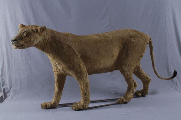 中文名稱：獅子英文名稱：Lion拉丁學名： em Panthera leo /em 