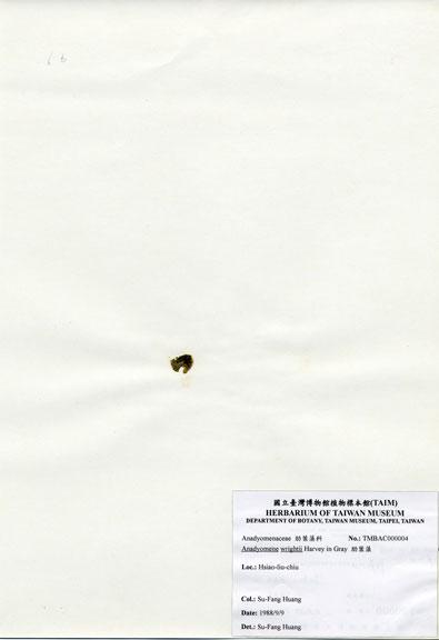 中文名：肋葉藻 (A000004)學名： em Anadyomene wrightii Harvey ex J. Gray /em 