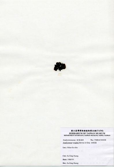 中文名：肋葉藻 (A000008)學名： em Anadyomene wrightii Harvey ex J. Gray /em 