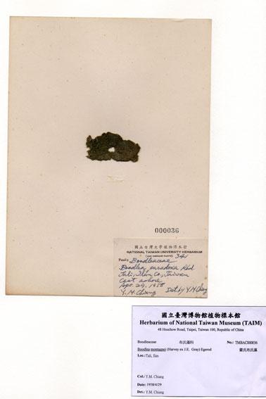 中文名：蒙氏布氏藻 (A000036)學名： em Boodlea montagnei (Harvey ex J.E.  Gray) Egerod /em 