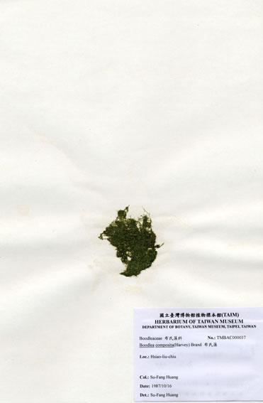 中文名：布氏藻 (A000037)學名： em Boodlea composita (Harvey) Brand /em 