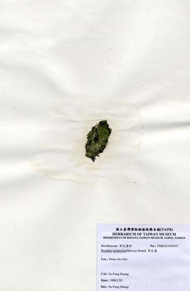 中文名：布氏藻 (A000039)學名： em Boodlea composita (Harvey) Brand /em 
