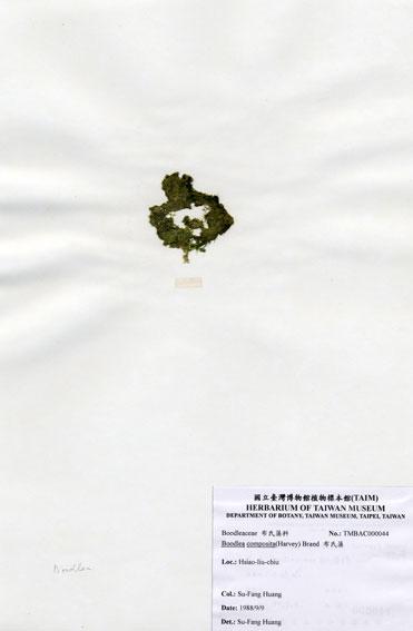 中文名：布氏藻 (A000044)學名： em Boodlea composita (Harvey) Brand /em 