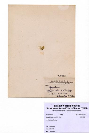 中文名：印度羽藻 (A000053)學名： em Bryopsis indica A. et E.S. Gepp /em 