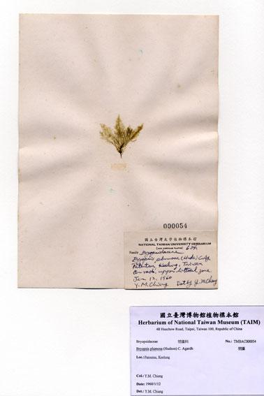 中文名：羽藻 (A000054)學名： em Bryopsis plumosa (Hudson) C. Agardh /em 
