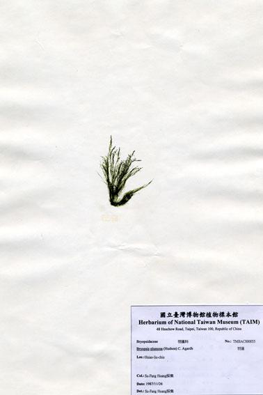 中文名：羽藻 (A000055)學名： em Bryopsis plumosa (Hudson) C. Agardh /em 