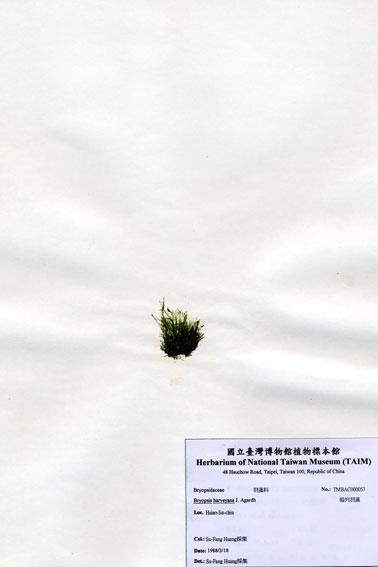 中文名：偏列羽藻 (A000057)學名： em Bryopsis harveyana J. Agardh /em 