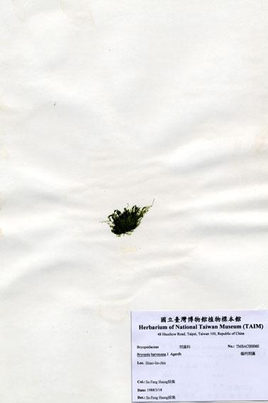 中文名：偏列羽藻 (A000060)學名： em Bryopsis harveyana J. Agardh /em 