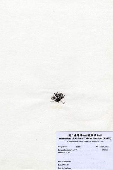 中文名：偏列羽藻 (A000061)學名： em Bryopsis harveyana J. Agardh /em 