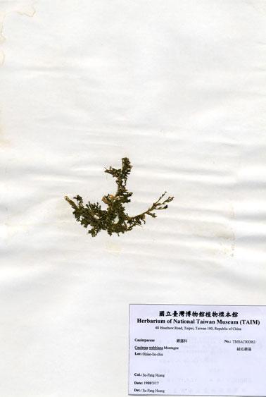 中文名：絨毛蕨藻 (A000063)學名： em Caulerpa webbiana f. tomentella (Harvey) W. V. B. /em 