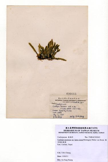 中文名：棒型總狀蕨藻 (A000065)學名： em Caulerpa racemosa var. laete-virens (Montagne) Weber-van Bosse /em 