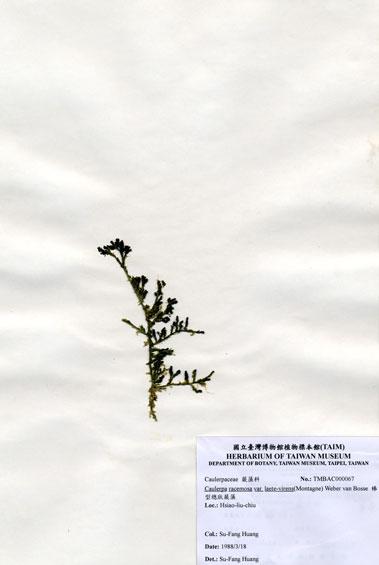 中文名：棒型總狀蕨藻 (A000067)學名： em Caulerpa racemosa var. laete-virens (Montagne) Weber-van Bosse /em 