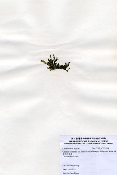 中文名：棒型總狀蕨藻 (A000069)學名： em Caulerpa racemosa var. laete-virens (Montagne) Weber-van Bosse /em 