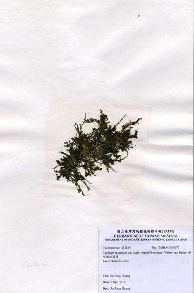 中文名：棒型總狀蕨藻 (A000077)學名： em Caulerpa racemosa var. laete-virens (Montagne) Weber-van Bosse /em 