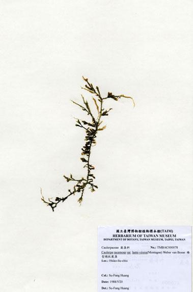 中文名：棒型總狀蕨藻 (A000078)學名： em Caulerpa racemosa var. laete-virens (Montagne) Weber-van Bosse /em 