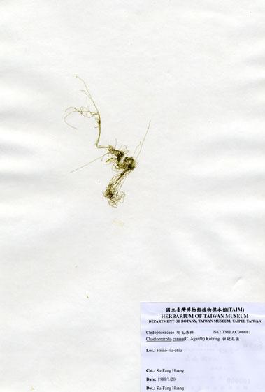 中文名：粗硬毛藻 (A000081)學名： em Chaetomorpha crassa (C. Agardh) Kutzing /em 