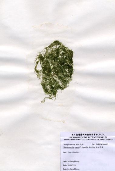 中文名：粗硬毛藻 (A000083)學名： em Chaetomorpha crassa (C. Agardh) Kutzing /em 