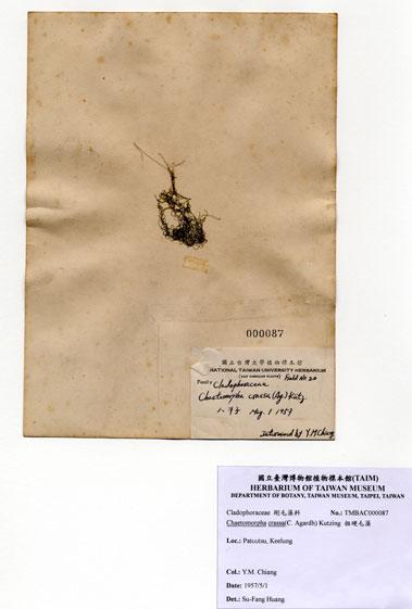 中文名：粗硬毛藻 (A000087)學名： em Chaetomorpha crassa (C. Agardh) Kutzing /em 