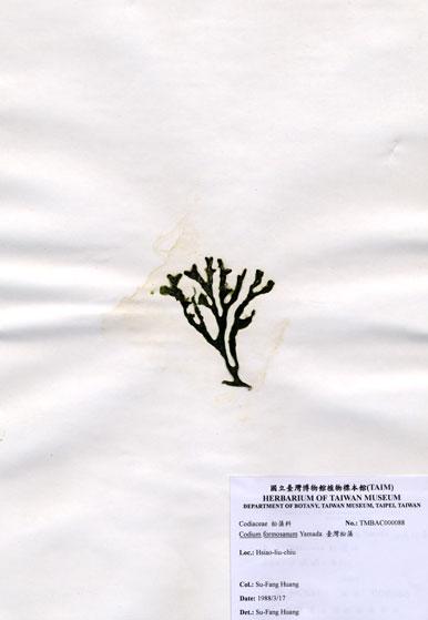 中文名：臺灣松藻 (A000088)學名： em Codium formosanum Yamada /em 