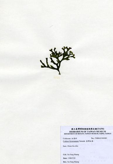 中文名：臺灣松藻 (A000089)學名： em Codium formosanum Yamada /em 