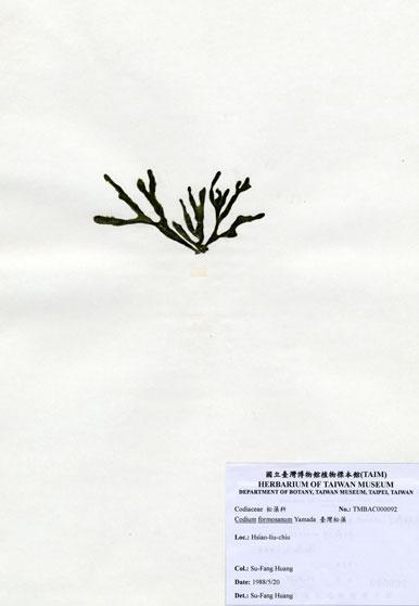 中文名：臺灣松藻 (A000092)學名： em Codium formosanum Yamada /em 