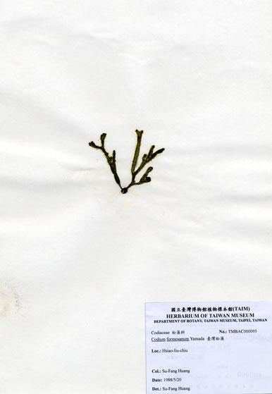 中文名：臺灣松藻 (A000093)學名： em Codium formosanum Yamada /em 