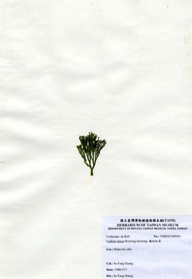 中文名：纖細松藻 (A000094)學名： em Codium tenuae Kutzing /em 