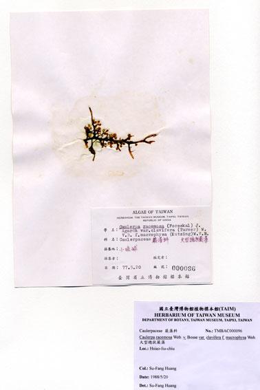 中文名：大型總狀蕨藻 (A000096)學名： em Caulerpa racemosa  var. clavifera f. macrophysa (K.) Web. -v. Bosse /em 