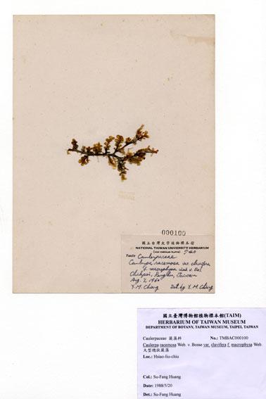 中文名：大型總狀蕨藻 (A000100)學名： em Caulerpa racemosa  var. clavifera f. macrophysa (K.) Web. -v. Bosse /em 