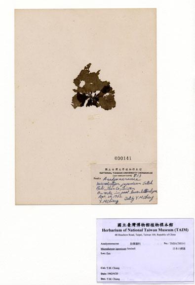 中文名：日本小網藻 (A000141)學名： em Microdictyon japonicum Setchell /em 