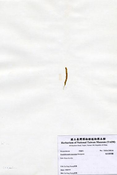 中文名：短尖假羽藻 (A000146)學名： em Pseudobryopsis muconata Boergesen /em 