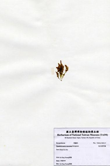 中文名：短尖假羽藻 (A000147)學名： em Pseudobryopsis muconata Boergesen /em 