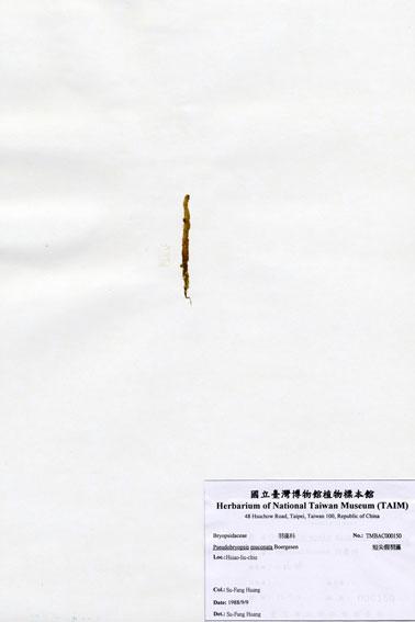 中文名：短尖假羽藻 (A000150)學名： em Pseudobryopsis muconata Boergesen /em 