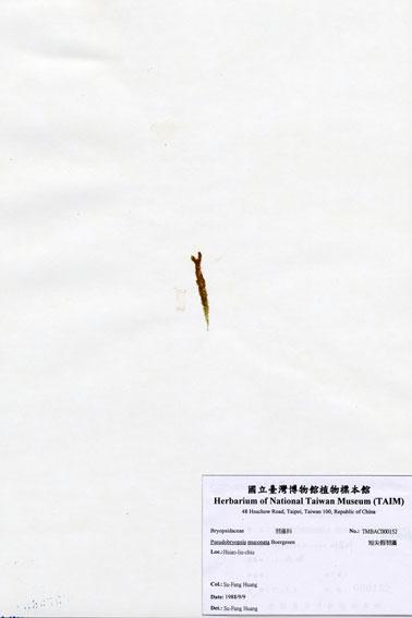 中文名：短尖假羽藻 (A000152)學名： em Pseudobryopsis muconata Boergesen /em 