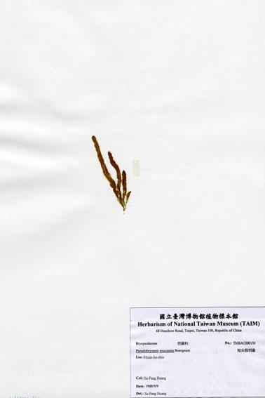 中文名：短尖假羽藻 (A000156)學名： em Pseudobryopsis muconata Boergesen /em 