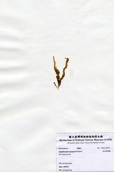 中文名：短尖假羽藻 (A000157)學名： em Pseudobryopsis muconata Boergesen /em 