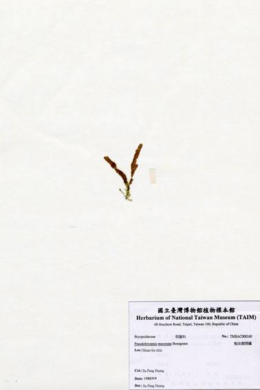 中文名：短尖假羽藻 (A000160)學名： em Pseudobryopsis muconata Boergesen /em 