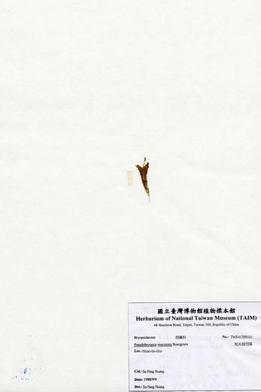 中文名：短尖假羽藻 (A000161)學名： em Pseudobryopsis muconata Boergesen /em 