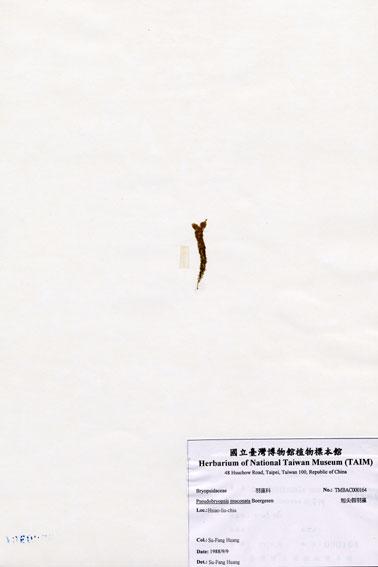 中文名：短尖假羽藻 (A000164)學名： em Pseudobryopsis muconata Boergesen /em 