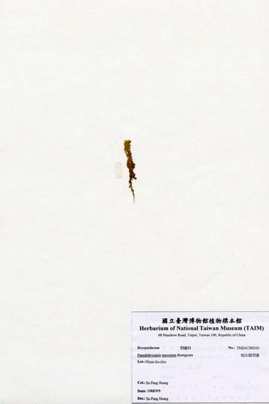中文名：短尖假羽藻 (A000165)學名： em Pseudobryopsis muconata Boergesen /em 