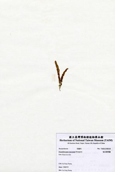 中文名：短尖假羽藻 (A000168)學名： em Pseudobryopsis muconata Boergesen /em 