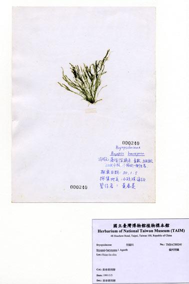 中文名：偏列羽藻 (A000240)學名： em Bryopsis harveyana J. Agardh /em 