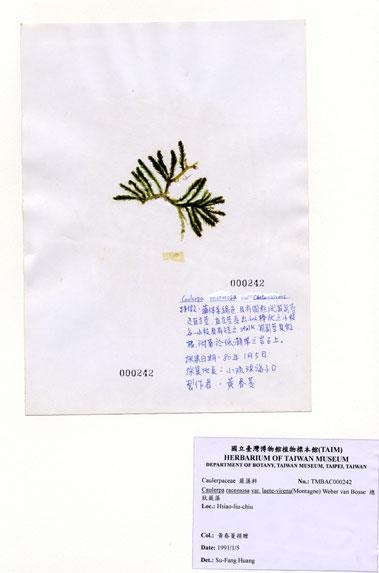 中文名：棒型總狀蕨藻 (A000242)學名： em Caulerpa racemosa var. laete-virens (Montagne) Weber-van Bosse /em 
