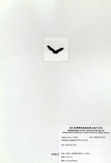 中文名：角叉菜 (A000256)學名： em Chondrus ocellatus Holmes /em 